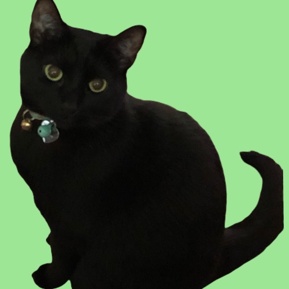 💖Come visit my Mama & Shop the Kitty-Korner!💖 - Picture 15 of 17